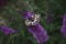 Western marbled white on a flower