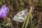 Western marbled white (Melanargia galathea)