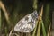 Western marbled white (Melanargia galathea)