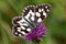 Western marbled white (Melanargia occitanica)