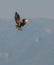 Western Marsh Harrier