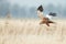 The western marsh harrier (Circus aeruginosus)