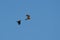 Western marsh harrier (Circus aeruginosus) female flying and being harrassed by hooded crow.