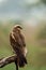 Western marsh harrier or Circus aeruginosus a large harrier portrait perched with green background at keoladeo national park