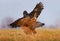 Western Marsh Harrier and Common Raven battle against each other in air over grass field