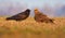 Western Marsh Harrier and Common Raven speek together on spring field