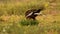 Western marsh harrier eating a prey