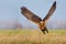 Western Marsh Harrier fast take off with entire stretched wings