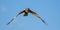 Western Marsh harrier flying full face in blue sky