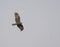 Western Marsh Harrier Flying in the Sky