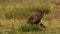 Western Marsh Harrier. Green nature background.