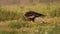 Western Marsh Harrier. Green nature background.