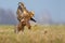 Western Marsh Harrier sit down in fast flight with claws and wings