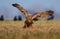 Western Marsh Harrier stands with lifted wings in the dry field