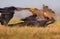 Western Marsh Harrier takes away Common Ravens from some dead meat in open field