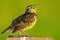 Western Meadowlark Closeup
