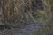 Western Meadowlark feeding in lakeside meadow