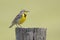 Western meadowlark perched on a wooden post