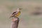 Western Meadowlark on Post