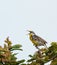 Western Meadowlark, Sturnella neglecta