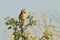 Western Meadowlark (sturnella neglecta)