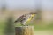 Western Meadowlark Sturnella neglecta songbird