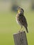 Western Meadowlark wild wildlife bird singing