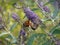 Western Monarch Butterfly Pollinating Butterfly Bush