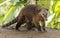 Western Mountain Coati in Ecuador