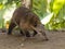 Western Mountain Coati in Ecuador