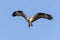 Western osprey also called sea hawk