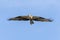 Western osprey also called sea hawk