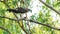 Western Osprey grabbing a freshwater fish perching on a tree