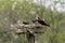 The western osprey (Pandion haliaetus).