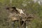 The western osprey (Pandion haliaetus).