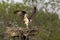 The western osprey (Pandion haliaetus).