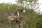 The western osprey (Pandion haliaetus).