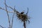 The western osprey (Pandion haliaetus).