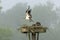 The western osprey (Pandion haliaetus).