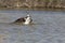 A western osprey Pandion haliaetus bathing and preening in a pond on a hot day.