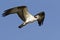 A western osprey Pandion haliaetus flying and hunting in the sky. soaring and hunting for fish along the coast.