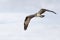 A western osprey Pandion haliaetus flying and hunting in the sky. soaring and hunting for fish along the coast.