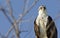 A western osprey Pandion haliaetus flying and hunting in the sky. soaring and hunting for fish along the coast.