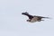 A western osprey Pandion haliaetus flying and hunting in the sky. soaring and hunting for fish along the coast.