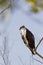 A western osprey Pandion haliaetus perched on a branch of a tree hunting for fish.