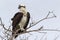 A western osprey Pandion haliaetus perched on a branch of a tree hunting for fish.