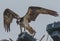 A Western Osprey With Wings Spread In Wyoming