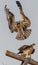 Western Ospreys Pandion haliaetus