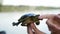 Western Painted Turtle, Chrysemys picta bellii, actively trying to escape from the young hands of its captor