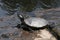 Western painted turtle sunbaking on stone blocks in pond